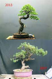 Wildly Unique Before After Bonsai Bonsai Bark Indoor Bonsai Tree Bonsai Art Juniper Bonsai