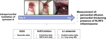 Learn more about myocarditis and pericarditis The Role Of Nlrp3 Inflammasome In Pericarditis Potential For Therapeutic Approaches Sciencedirect