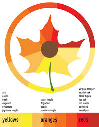 The Biochemistry Of Autumn Colors World Science Festival Fall Colors Leaves Changing Color Science Festival