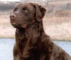 Chesapeake Bay Retriever Lovely Dogs Chesapeake Bay Retriever Puppy Chesapeake Bay Retriever Retriever
