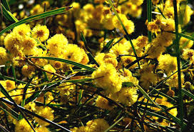 A ball ingenuity product, available exclusively through ball seed. Aussie Gold Green Free Stock Photos Rgbstock Free Stock Images Tacluda July 07 2010 12