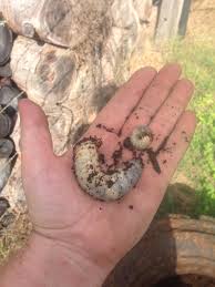 Next, put into a sprayer attached to a hose and then give your yard and garden a good and thorough rinse to release them. Curl Grubs Nsw Album On Imgur