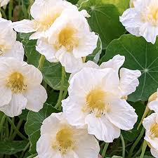 Image result for Tropaeolum majus
