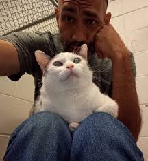 This is my Cat CoCo whom I adopted last September.. He is 7 years old and  his owner had tragically passed away and he wound up at Chicago's largest  animal shelter..😔 I