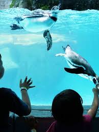 The san diego zoo tour: Hotel Near San Diego Zoo Things To Do Resort Activities