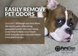 How do you prevent people entering from knowing that a dog resides there before even seeing it? Easily Remove Pet Odors Puroclean