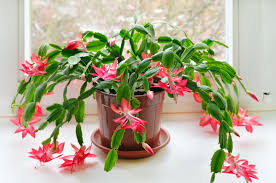 Cacti and succulents are terms that are often used interchangeably, however they are not always the same. Christmas Cactus How To Care For A Christmas Cactus Houseplant The Old Farmer S Almanac