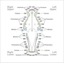 Figure 3 Modified Triadan Chart Canine Courtesy Of David