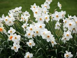 Narcissus Poeticus Poet S Narcissus World Of Flowering Plants Daffodil Bulbs Daffodils Autumn Garden
