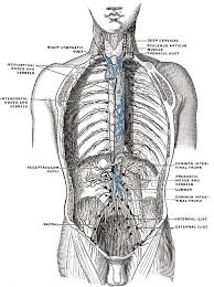 Anatomy under the right rib / welcome to dangerous neoseeker xyz. Intercostal Lymph Nodes Wikipedia