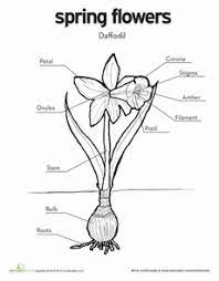 Color A Daffodil Worksheet Education Com Parts Of A Flower Daffodils Diagram Of A Flower