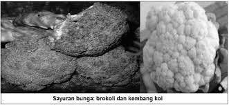 Usahakan sayuran yang kita konsumsi bervariasi dan dalm porsi yang cukup, yaitu 1 cangkir setiap. Jenis Jenis Klasifikasi Macam Macam Sayuran Sayuran Berdasarkan Yang Dimakan Dan Pigmen Yang Terkandung