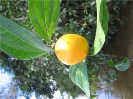 Image result for Strychnos henningsii