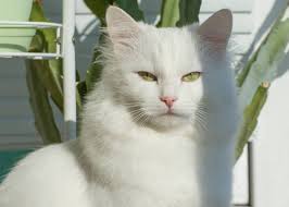 A Fluffy White Cat Is Looking At The Camera Portrait Of Breed Turkish  Angora Cat Close Up Photo Stock Photo