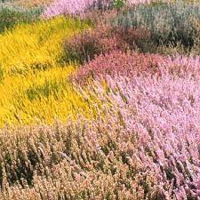 Heather And Heath Heather Gardens Winter Plants Flowering Shrubs