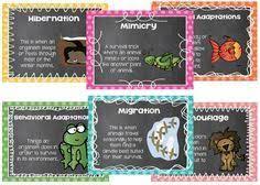 Animal Adaptations Cards Include Mimicry Hibernation Physical Adaptations Behavioral Adapt Adaptations Science Animal Adaptations Lessons Animal Adaptations