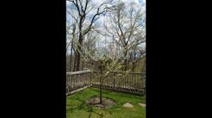 The first way of doing this is by taking a shoot of tree a, hold it upright and cut half of the width of the lower one inch of the shoot, exposing the inside of the small branch. Growing 40 Types Of Fruit On One Tree Cnn