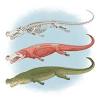 Champsosaurus is an extinct genus of diapsid reptiles belonging to the order choristodera, that existed in the late cretaceous and paleogene periods. Https Encrypted Tbn0 Gstatic Com Images Q Tbn And9gcq4ijz8unokfjgxtpuz2oys9lqdz60f2wy7ielloihqyixnqkc4 Usqp Cau