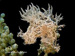 Image result for Melinis subglabra