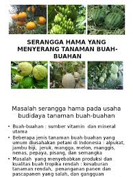 Kandungan bahan organik pada tanah ini sangat sedikit. Hama Tanaman Buah Buahan
