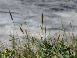 Image result for Ischaemum afrum