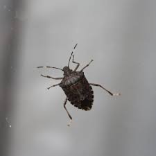 How to keep stink bugs away. How To Get Rid Of Stink Bugs Updated For 2021