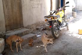 Check spelling or type a new query. Oral Rabies Vaccine A New Strategy In The Fight Against Rabies Deaths
