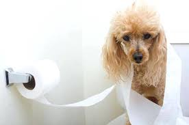 Why Does My Dog Follow Me Into The Bathroom Mad Paws Blog