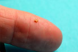Bed bugs are troublesome household pests. June 2010 Backpacking Who Says No Money Cannot Have Fun