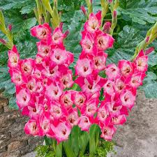 Image result for Gladiolus brachyphyllus
