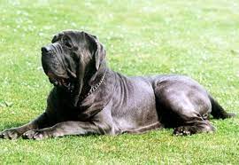 Este un caine impresionant care nu poate fi cofundat. Top 5 Rase De Caini Cu Cele Mai Multe Cute In Piele