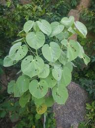 Image result for Abutilon angulatum
