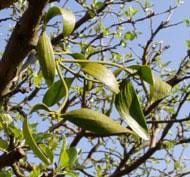 Image result for Viscum obscurum