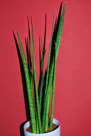 Sansevieria Bacularis Sansevieria Plant Sansevieria Plants