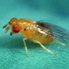 Image result for Trichomanes crispiforme