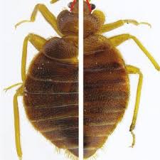 Image result for Cimex Lectularius L