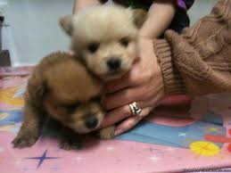 Find the perfect puppies in georgia (ga)! Pomeranian Puppies Akc 500 Price 500 For Sale In Atlanta Georgia Best Pets Online