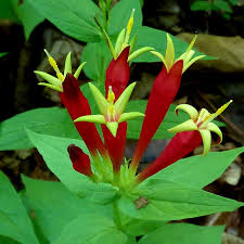 Image result for Spigelia