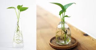 A lot of plants need well drained soil. Propagating Growing Pothos In Water Balcony Garden Web