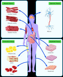 Several cells of one kind that interconnect with each other and perform a shared function there are many types of cells all grouped into one of two broad categories: Building Blocks Of Life Ck 12 Foundation