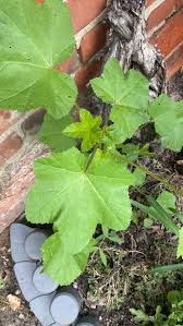 Image result for Malva verticillata