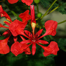 Image result for Delonix