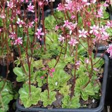 Saxifrage Umbrosa Clarence Elliott Saxifraga