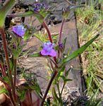 Image result for Cyanotis longifolia