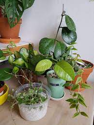 It is a very easy going plant with thick, leathery, succulent oval leaves which are often speckled with white or pink markings. Hello If You Are A More Experienced Hoya Grower Please Tell Me Your Toughts On Growing In Leca And Teracotta Pots Hoyas