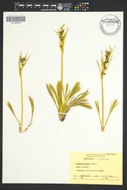 Image result for Afrosciadium rhodesicum