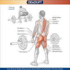 Human Kinetics On Twitter Take An Inside Look At What Muscles You Use During A Deadlift For More Check Out Bodybuilding Anatomy Https T Co 8i1ttnvohc Bodybuidling Anatomy Deadlift Https T Co 7coltdr4uw