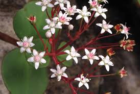 Image result for Crassulaceae