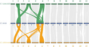 Image result for Gossypioides kirkii