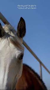 pin by lara marafi on حب الخيل for the love of horses calligraphy quotes love cover photo quotes cute love images